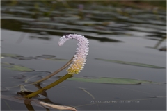 Aponogeton echinatus